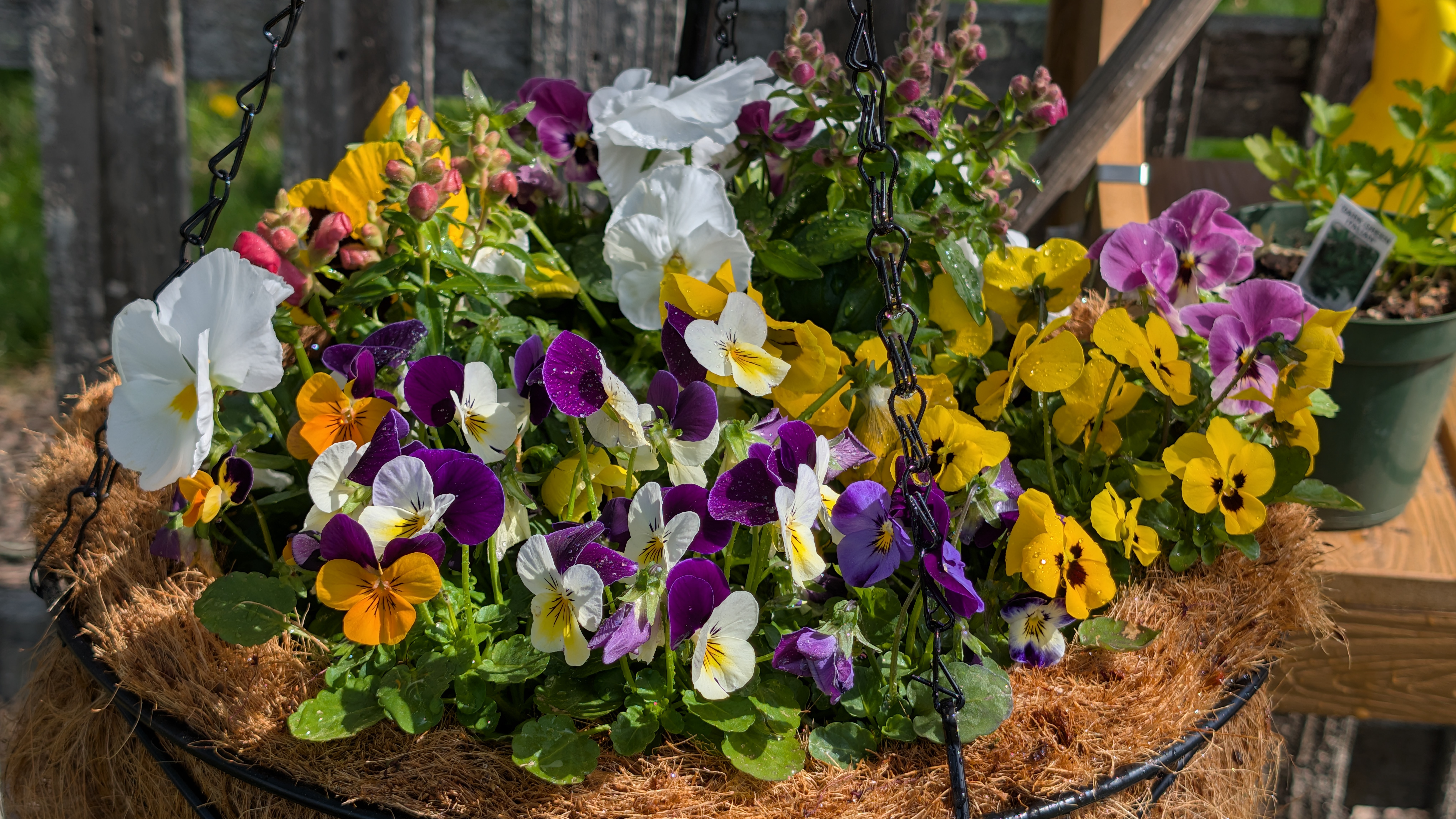A spring container I created myself, collection of pansies and snapdragon or whatever the spring version of that is